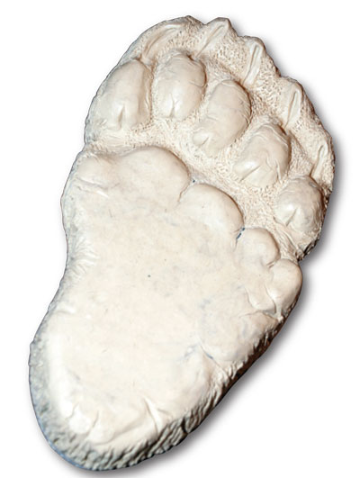 Bear Paw Print