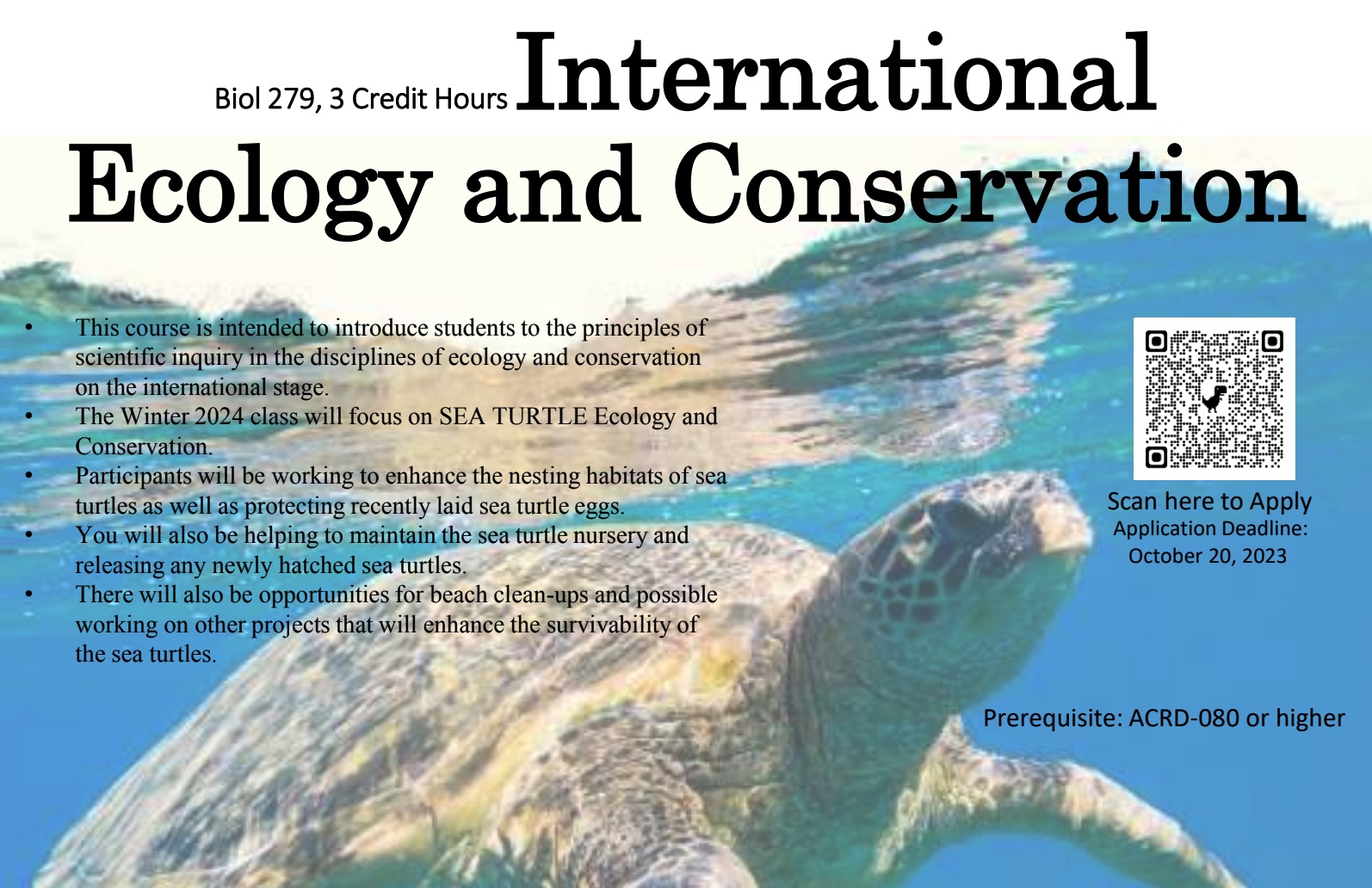 International Ecology and Conservation - sea turtle